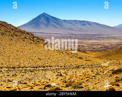 Alte vette e tipici grumi di erba nella Cordillera de Lipez, nell'Altiplano boliviano meridionale Foto Stock