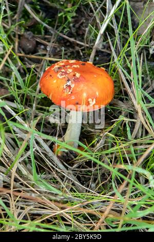 Amanita xantocephala Foto Stock