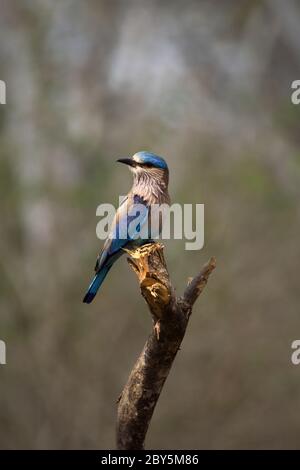 Bellissimo uccello indiano rullo seduto sul singolo ramo di albero con bel sfondo. Che è l'uccello di stato di Karnataka. Foto Stock