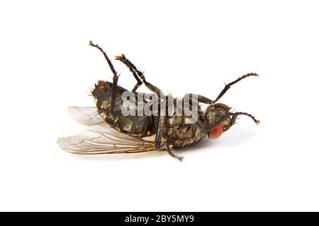 Volo isolato su bianco. Macro di una casata morta Foto Stock