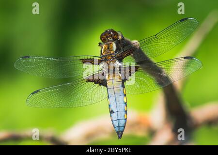 Chaser Dragonfly, di corpo ampio, seduto su una filiale Foto Stock