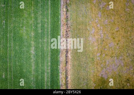 Vista su un campo appena sown a WGrow Couty, Polonia Foto Stock