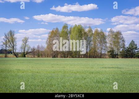 Segale in un campo nel distretto di Gmina Korytnica, all'interno della contea di WGrow, Voivodato Masoviano della Polonia Foto Stock