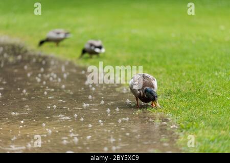 Gruppo di tre anatre mallard maschili in erba e peccando per il cibo in giornata piovosa con le puddle sul sentiero Foto Stock