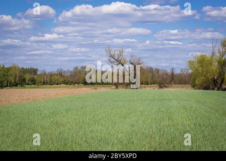 Segale in crescita in un campo nel distretto di Gmina Korytnica, all'interno della contea di WGrow, Voivodato Masoviano della Polonia Foto Stock