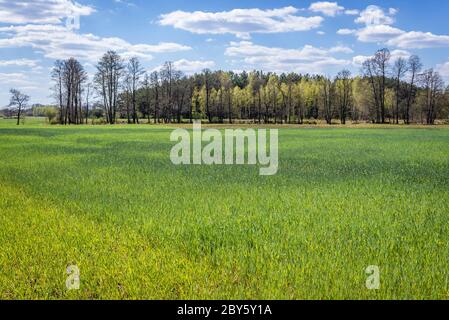 Segale in crescita in un campo nel distretto di Gmina Korytnica, all'interno della contea di WGrow, Voivodato Masoviano della Polonia Foto Stock