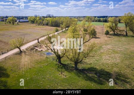 Vecchi alberi di salice su un pascolo vicino al piccolo villaggio di Jaczew nella contea di WGrow, Polonia Foto Stock