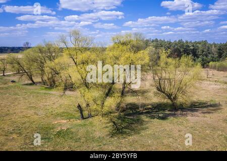 Vecchi alberi di salice su un pascolo vicino al piccolo villaggio di Jaczew nella contea di WGrow, Polonia Foto Stock