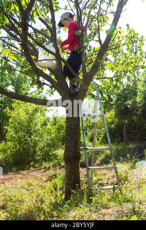 Bambino ragazzo arrampicata ciliegio albero e raccogliere frutta in primavera, Ungheria, Europa Foto Stock