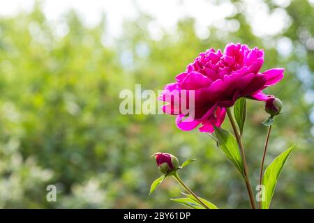 Peonia rosa scuro Paeonia × festa 'Rubra Plena' in giardino, in primavera, Ungheria, Europa Foto Stock