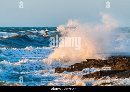 Un volo di gabbiano su un'enorme onda, tempesta di mare Foto Stock