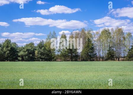 Segale in crescita in un campo nel distretto di Gmina Korytnica, all'interno della contea di WGrow, Voivodato Masoviano della Polonia Foto Stock