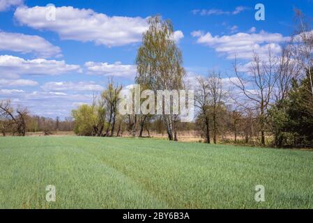 Segale in crescita in un campo nel distretto di Gmina Korytnica, all'interno della contea di WGrow, Voivodato Masoviano della Polonia Foto Stock