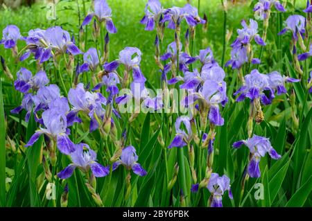 Fiori di iris. Iridi viola multipli su sfondo verde di grss e foglie. Foto Stock