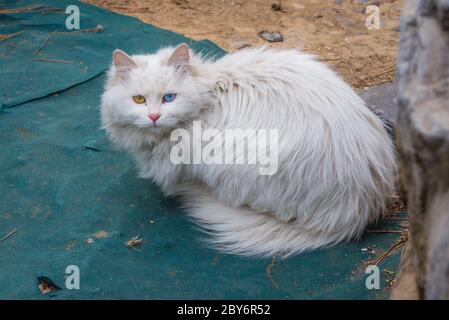 Cat nel Parco Ritan - Tempio del Parco del Sole nella zona di Jianguomen del Distretto di Chaoyang, Pechino, Cina Foto Stock