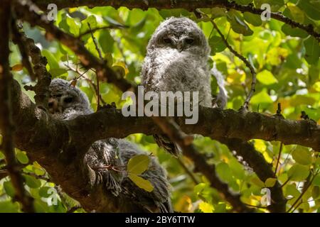 Pulcini di gufo o di gufo (Strix aluco) Foto Stock