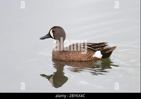 Femmina verde-alato che nuota su uno stagno a Ottawa, Canada Foto Stock