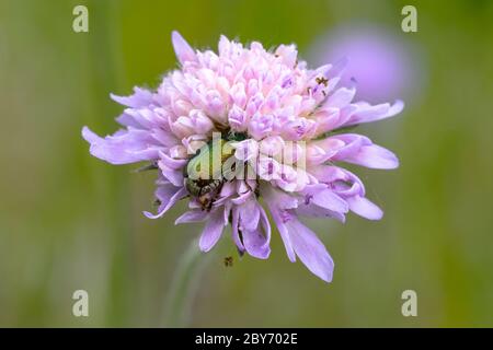 Primo piano di alimentazione di scarabeo verde su fiore lilla Foto Stock