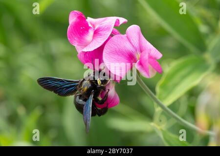 Primo piano di un insetto blu su fiore rosa Foto Stock