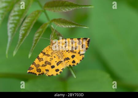 Farfalla gialla riposante su foglia verde - Pseudopanthera macularia Foto Stock