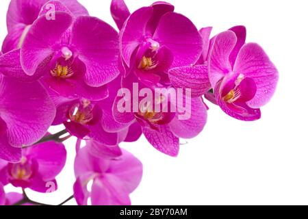 fiori dell'orchidea Foto Stock