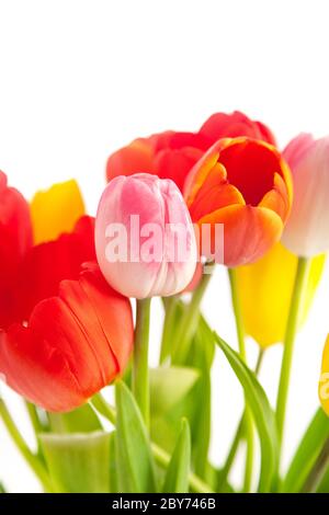 Mazzo di tulipani Foto Stock