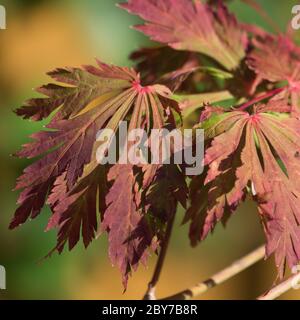 colorazione autunnale di una foglia di acero fuoco Foto Stock