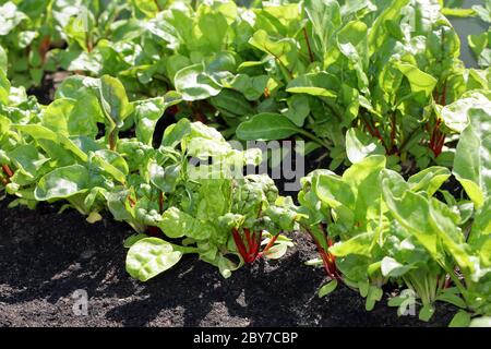 Su un letto da giardino cresce la giovane barbabietola fresca di primavera Foto Stock