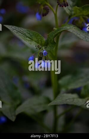 Bocciolo blu di un fiore blu. Pianta medicinale Larkweed Comfrey lat. Il mphytum è un genere di piante erbacee della famiglia Borachnica, appartenenti alla famiglia dei Bormiti Foto Stock