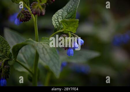 Bocciolo blu di un fiore blu. Pianta medicinale Larkweed Comfrey lat. Il mphytum è un genere di piante erbacee della famiglia Borachnica, appartenenti alla famiglia dei Bormiti Foto Stock