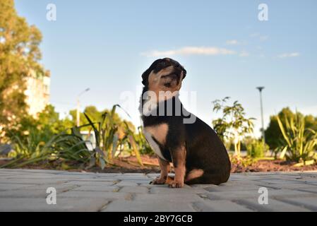 Cane Chihuahua per una passeggiata. Chihuahua nero, marrone e bianco. Cane in autunno passeggiate in giardino o nel parco. Foto Stock