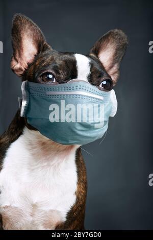 Ritratto di closeup della bella boston terrier pura razza blankspace, copyspace con maschera verde medico Foto Stock