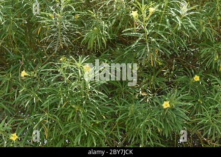 Giallo Cabbacela thevetia flowerwith fronde, Thevetia peruviana è una pianta velenosa coltivata come ornamentale.is relativo di Nerio oleandro, noce fortunato Foto Stock