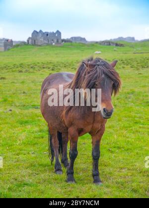 Cavallo islandese in piedi nel mezzo di prato Foto Stock