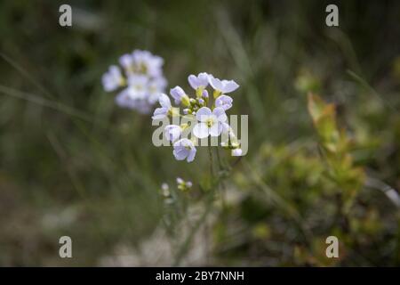 Fiore di cucù, o smok della signora o mayflower. Cardamina pratensis Foto Stock