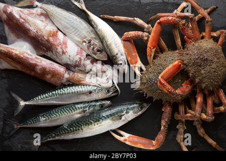 In senso orario da destra: Due granchi ragno grezzi, Maja brachydactyla, tre sgombri grezzi, Scomber scombrus, due calamari grezzi Loligo vulgaris e due Foto Stock