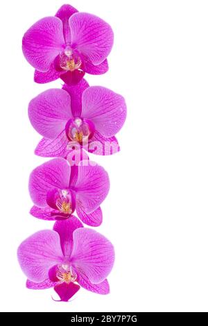 I fiori di orchidea confine Foto Stock