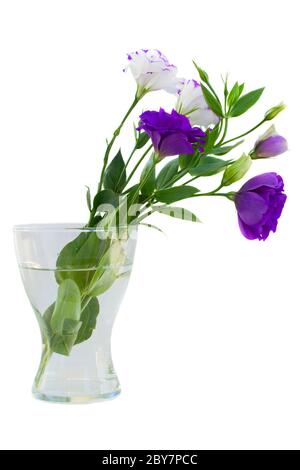 Eustoma mazzo di fiori in vaso Foto Stock