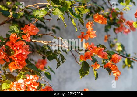 Fiore arancione colore Bougainvillea albero. Bali, Indonesia. Sfondo grigio. Foto Stock