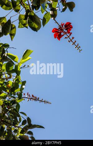 Erythrina rossa in fiore, artiglio della tigre o albero di Corallo. Bali, Indonesia. Immagine verticale. Con spazio. Foto Stock