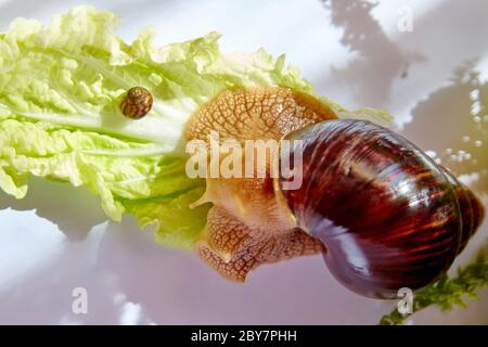 Una piccola e una grande lumache Achatina strisciando su una foglia verde di lattuga alla luce del mattino Foto Stock