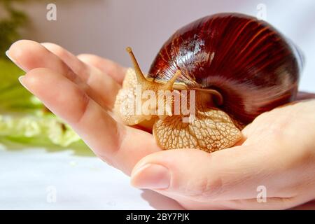 Lumaca di Achatin con una calotta marrone scuro lucida su una mano femminile Foto Stock