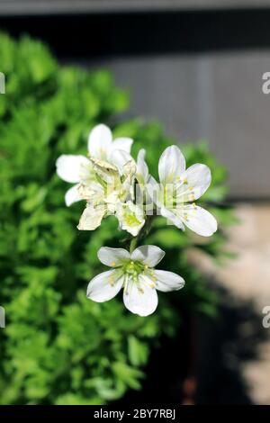 Fiori bianchi molto piccoli in fiore Foto Stock