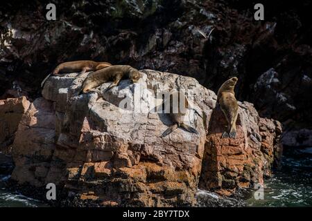 leoni sean su una roccia crogiolandosi al sole Foto Stock