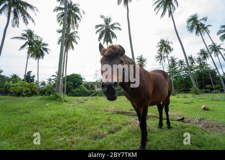 Il bel cavallo inquisitivo marrone è direttamente punteggiato alla macchina fotografica con una palma sullo sfondo. Cavallo che pascolano sotto le palme. Foto Stock