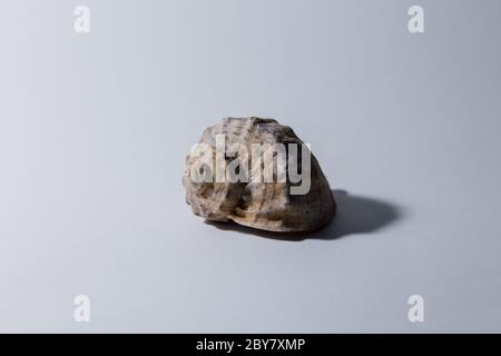 grande conchiglia di rapana su sfondo bianco Foto Stock