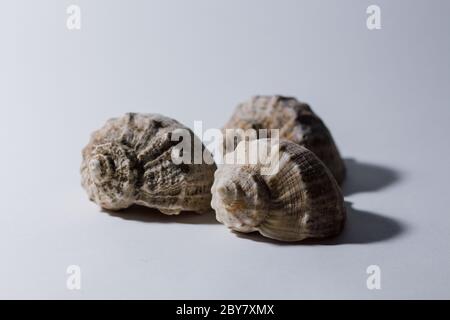 grande conchiglia di rapana su sfondo bianco Foto Stock