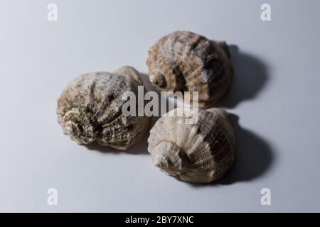 grande conchiglia di rapana su sfondo bianco Foto Stock