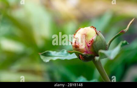 Un closeup di un bocciolo tenero non aperto di una ponia rosa con formiche su di esso Foto Stock