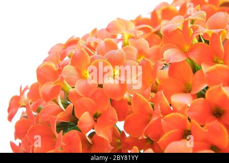 Fiori di Kalanchoe su sfondo bianco Foto Stock